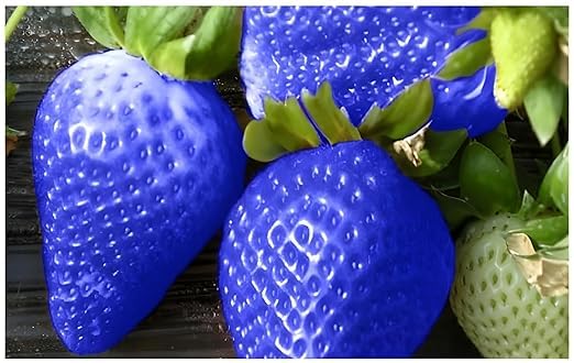 Homegrown blue strawberries in garden bed