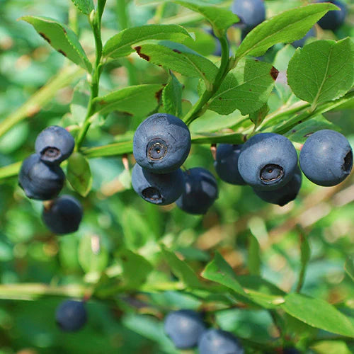 Homegrown blueberry bush thriving in container