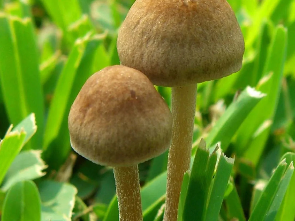 Freshly harvested brown mushrooms in a home garden