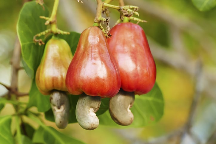 Homegrown cashew tree thriving in garden