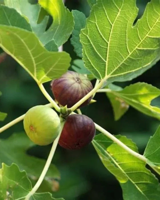 Freshly harvested homegrown figs from garden