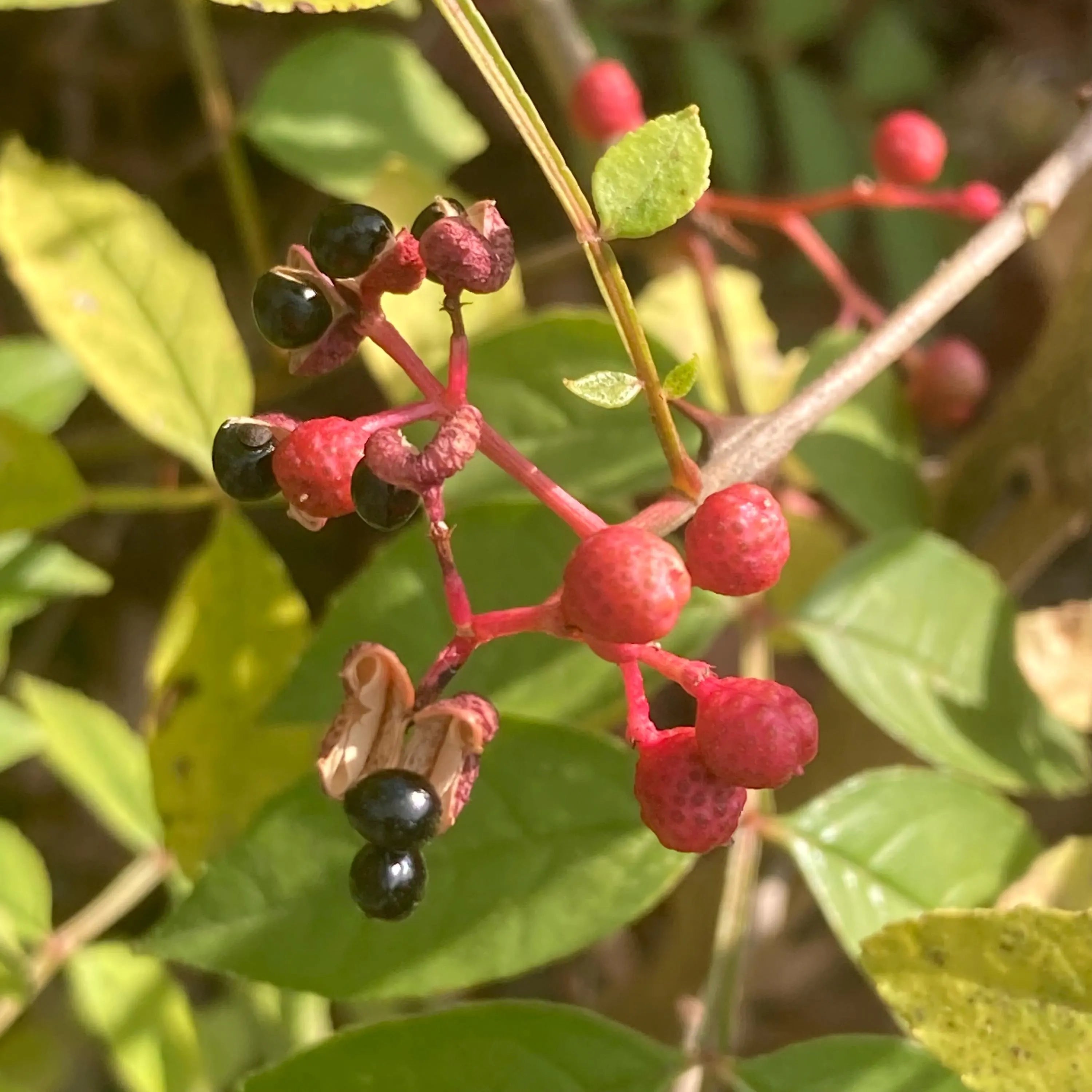 Homegrown Sichuan pepper tree thriving outdoors