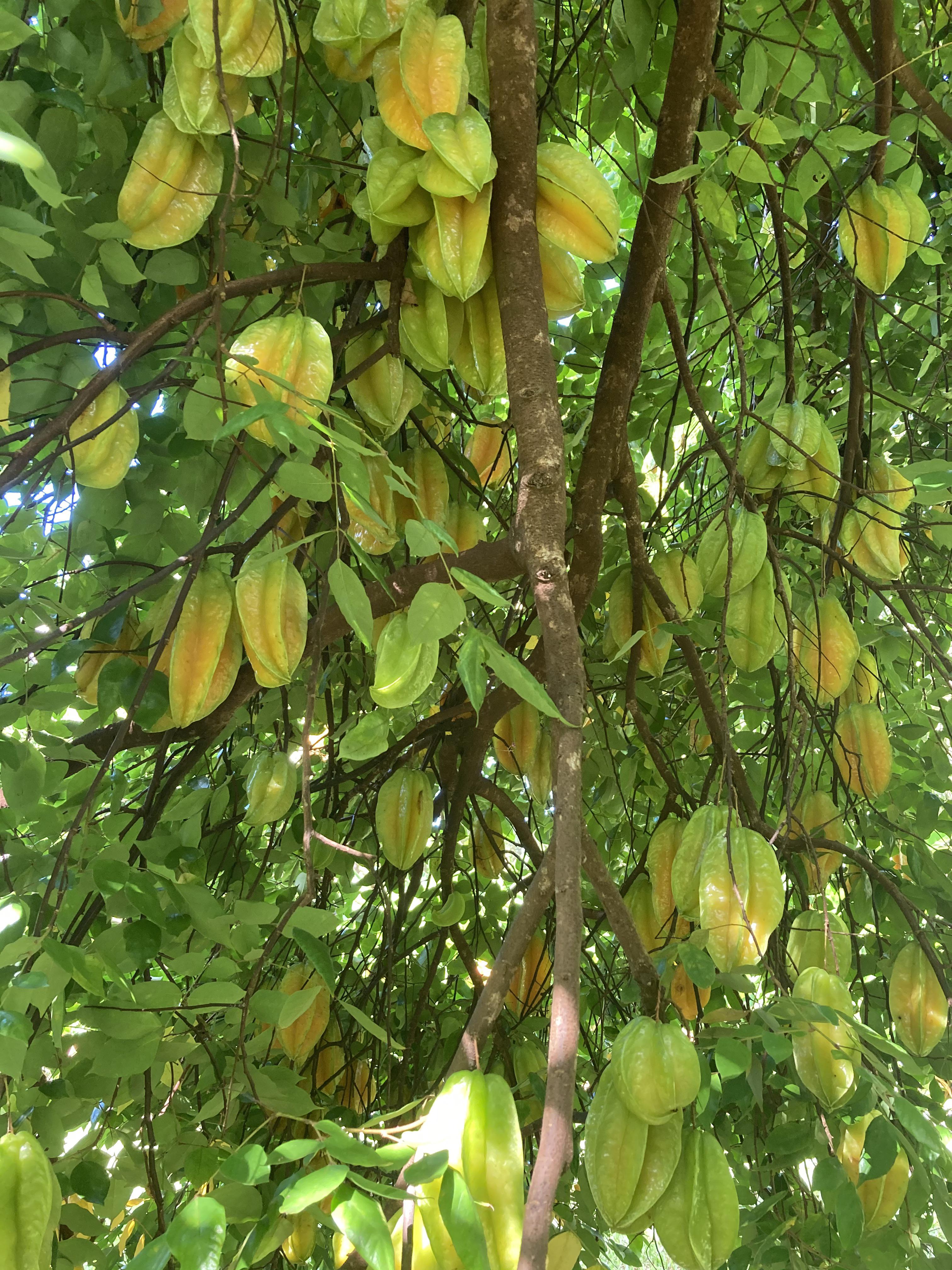 Homegrown star fruit tree in container garden