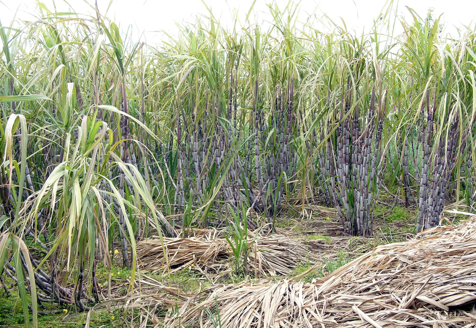 Homegrown sugarcane ready for harvest
