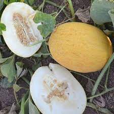 Homegrown sweet melons from non-GMO seeds