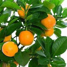 Homegrown yellow-orange fruit tree growing in pot
