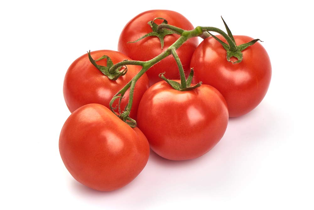 Homestead tomato plants growing in garden