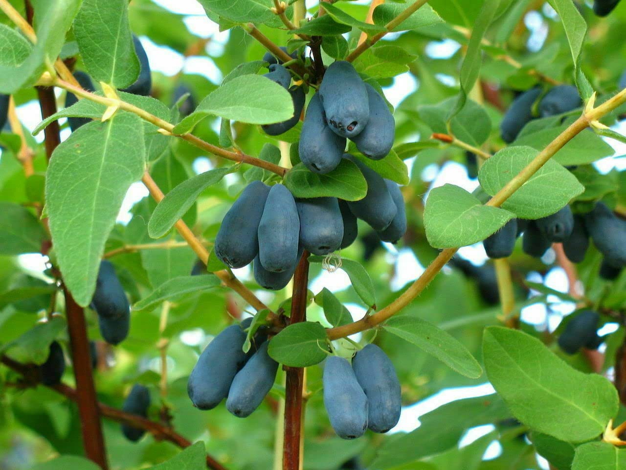 Honeyberry seeds Lonicera caerulea rare edible fruit plant for garden