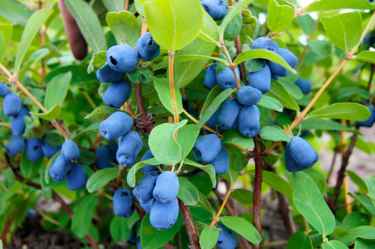 Honeyberry Seeds – Lonicera caerulea Non-GMO Blue Honeysuckle Shrub