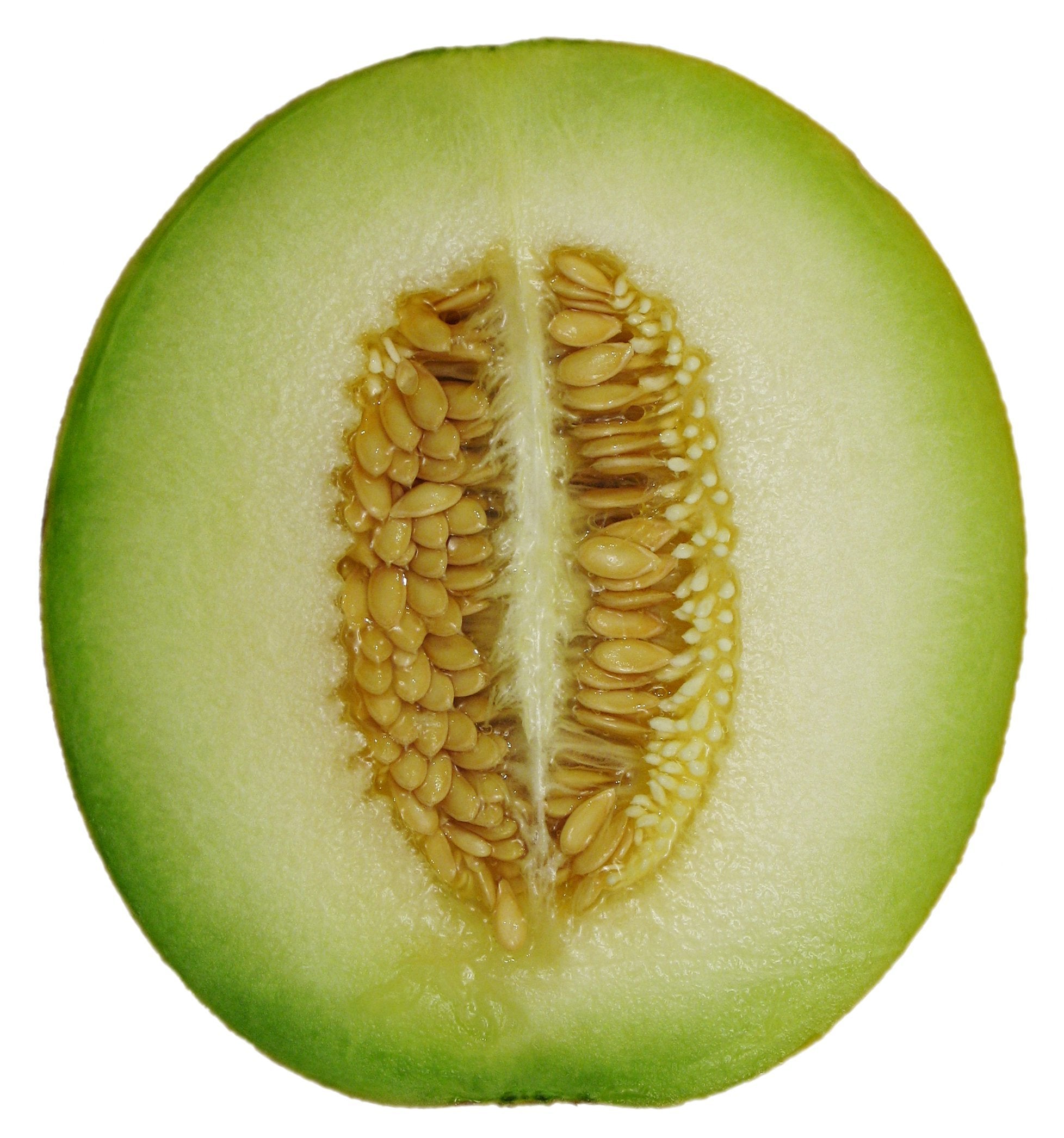 Honeydew melons growing on vine