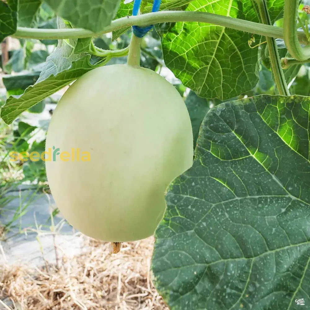 Honeydew Melon Vine with Flowers and Fruits