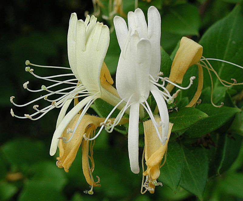 Honeysuckle Flowers in Garden