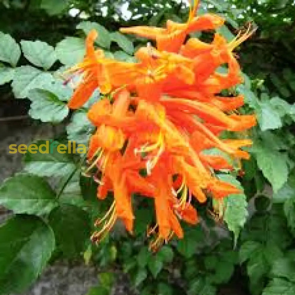 Honeysuckle Lonicera Seeds For Planting - Vibrant Flowering Plant Flower