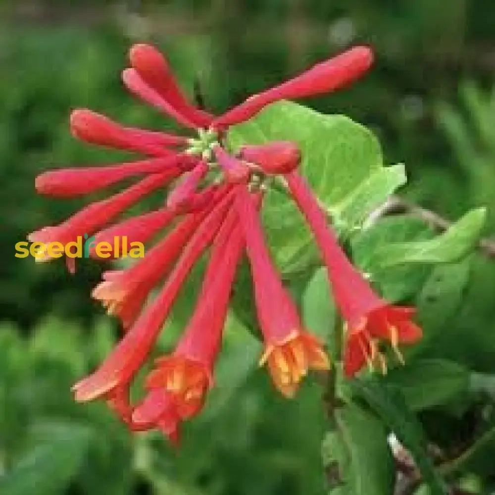 Honeysuckle Lonicera Seeds For Planting - Vibrant Flowering Plant Flower