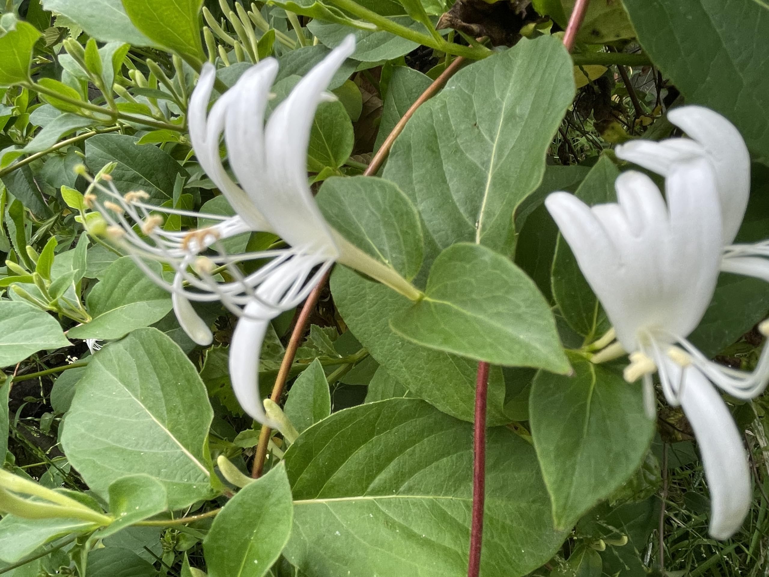 How to Sow Lonicera Japonica Seeds