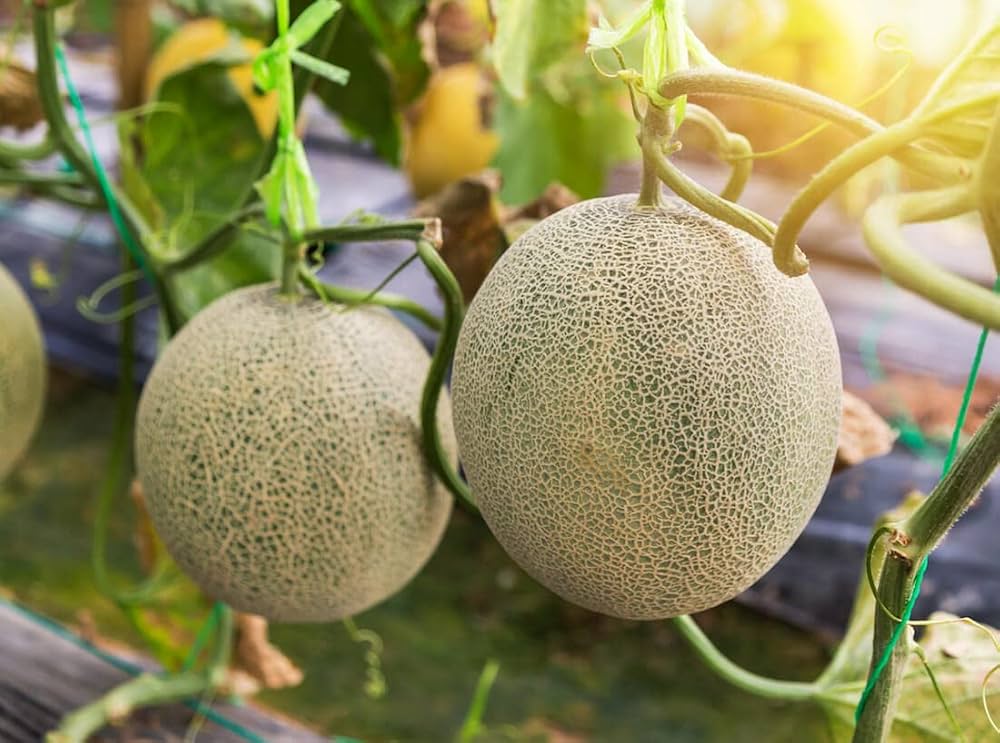 Juicy Honigtau melon fruit grown from garden seeds