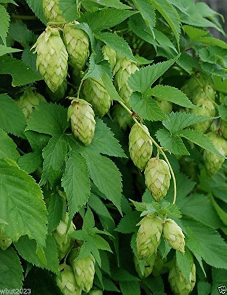 Green hops cones ready for harvest