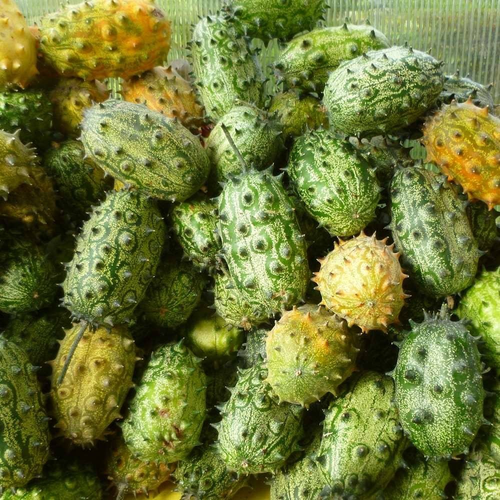 Horned Cucumber Kiwano Seeds producing spiky orange cucumbers