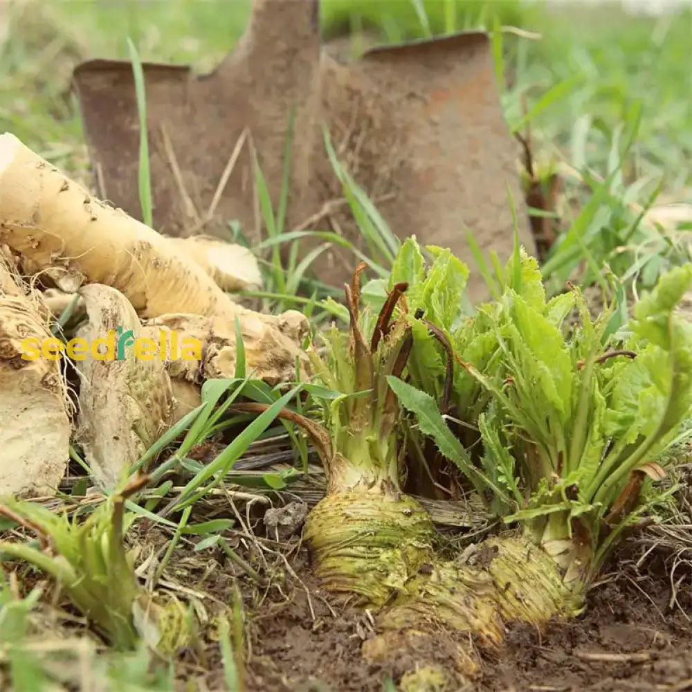 Horseradish Planting Seeds  Grow Your Own Spicy Root Vegetable Seeds