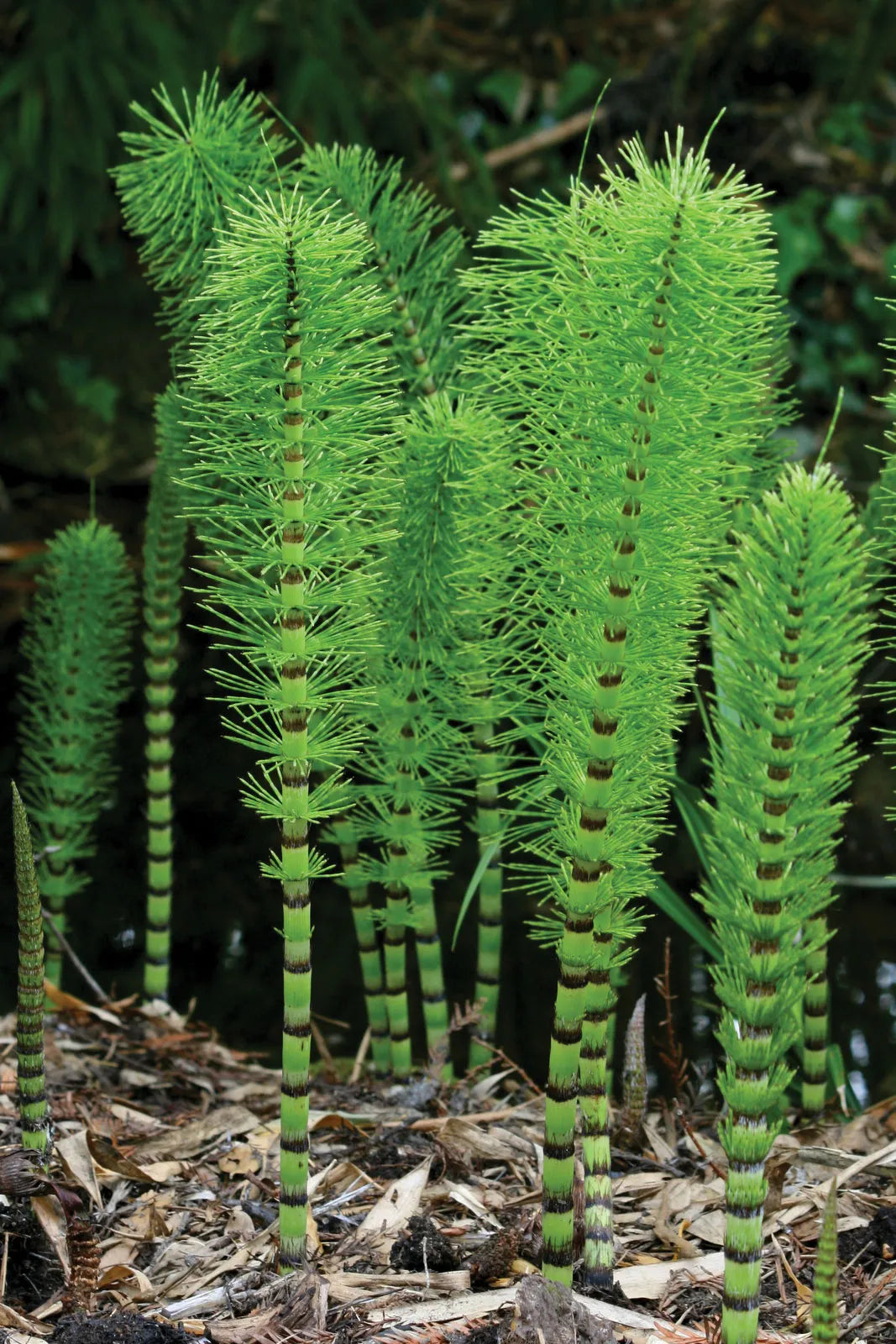 Equisetum Plant Seeds - Unique Garden Planting Seeds