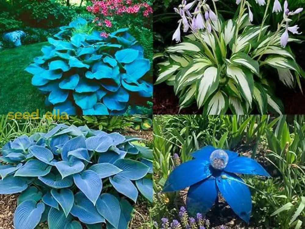 Hosta Mix Flower Planting Seeds For Lush Garden Design - Perennial Seed Collection Plant Seeds