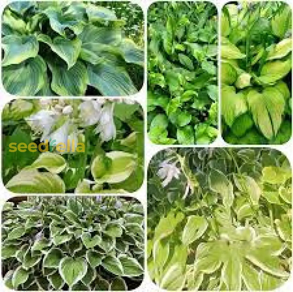 Hosta Mix Flower Planting Seeds For Lush Garden Design - Perennial Seed Collection Plant Seeds