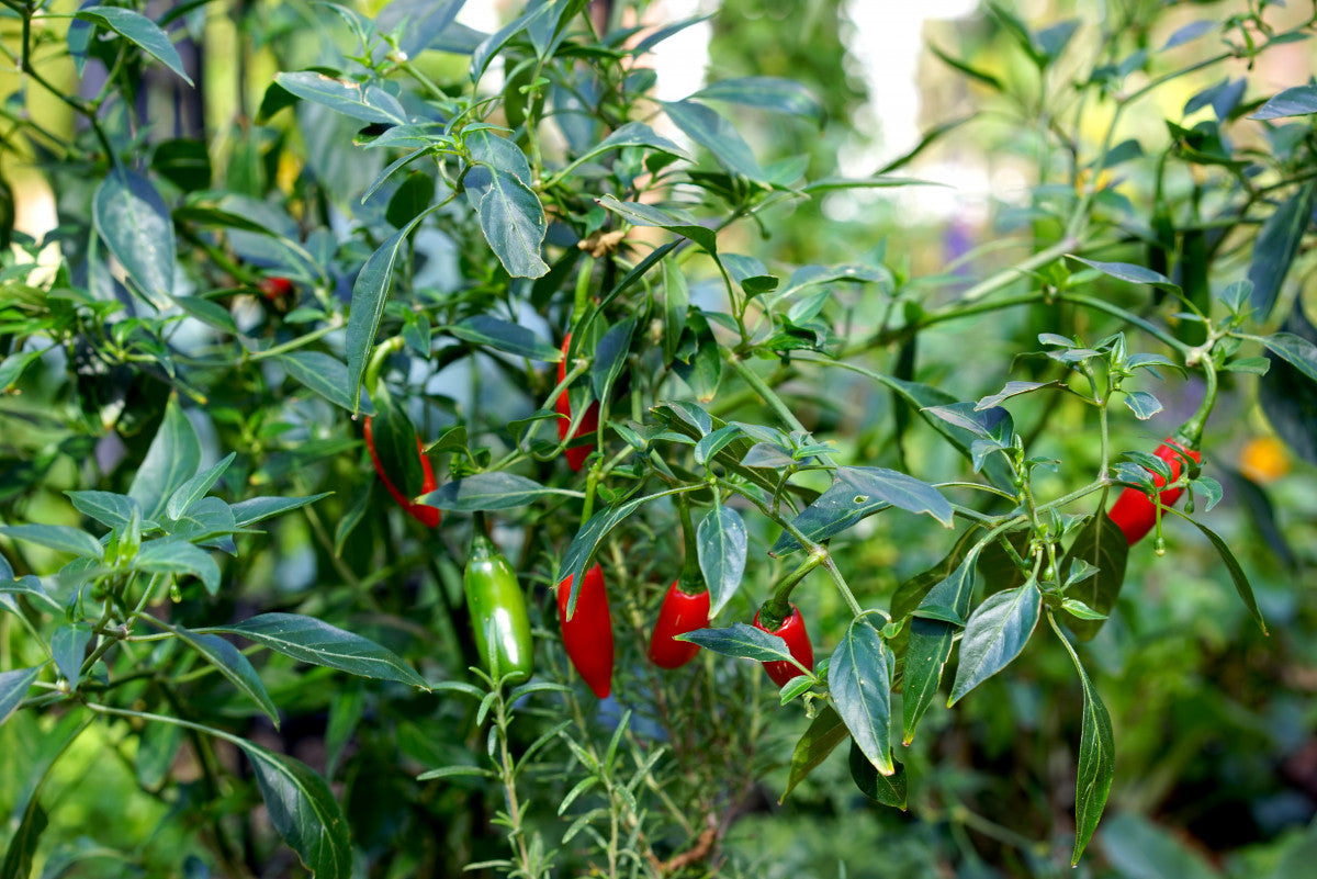 Hot pepper seeds Capsicum variety for planting