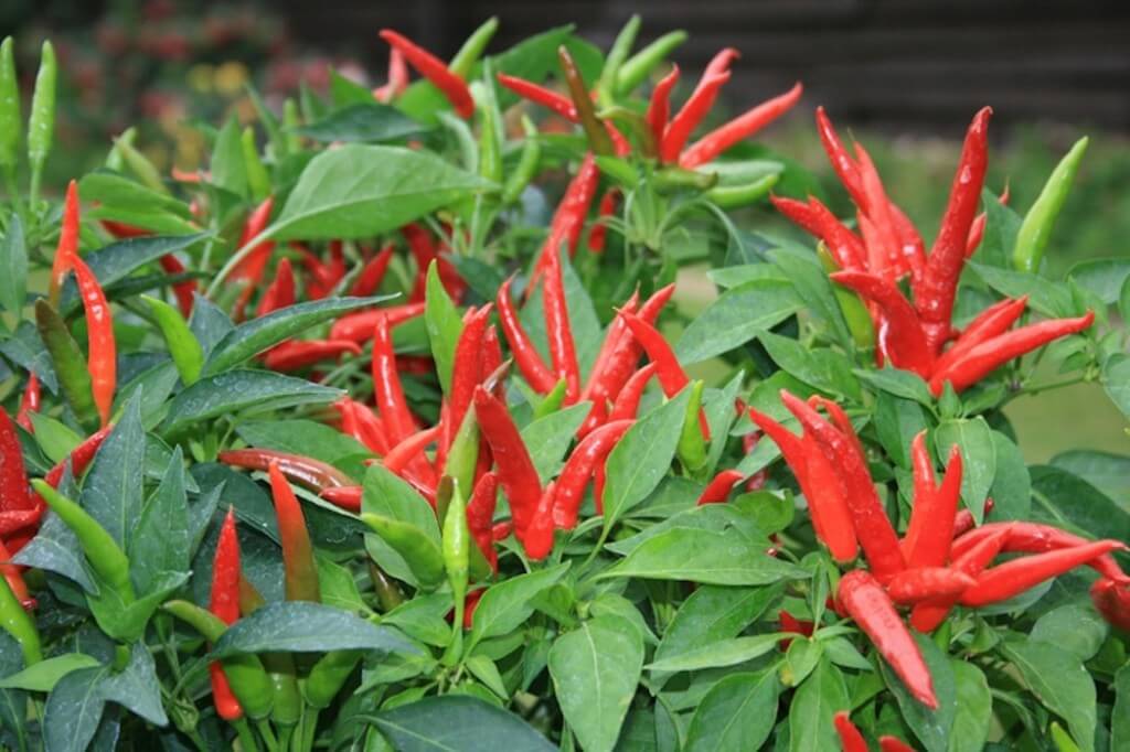 Hot pepper seeds ideal for USA gardens