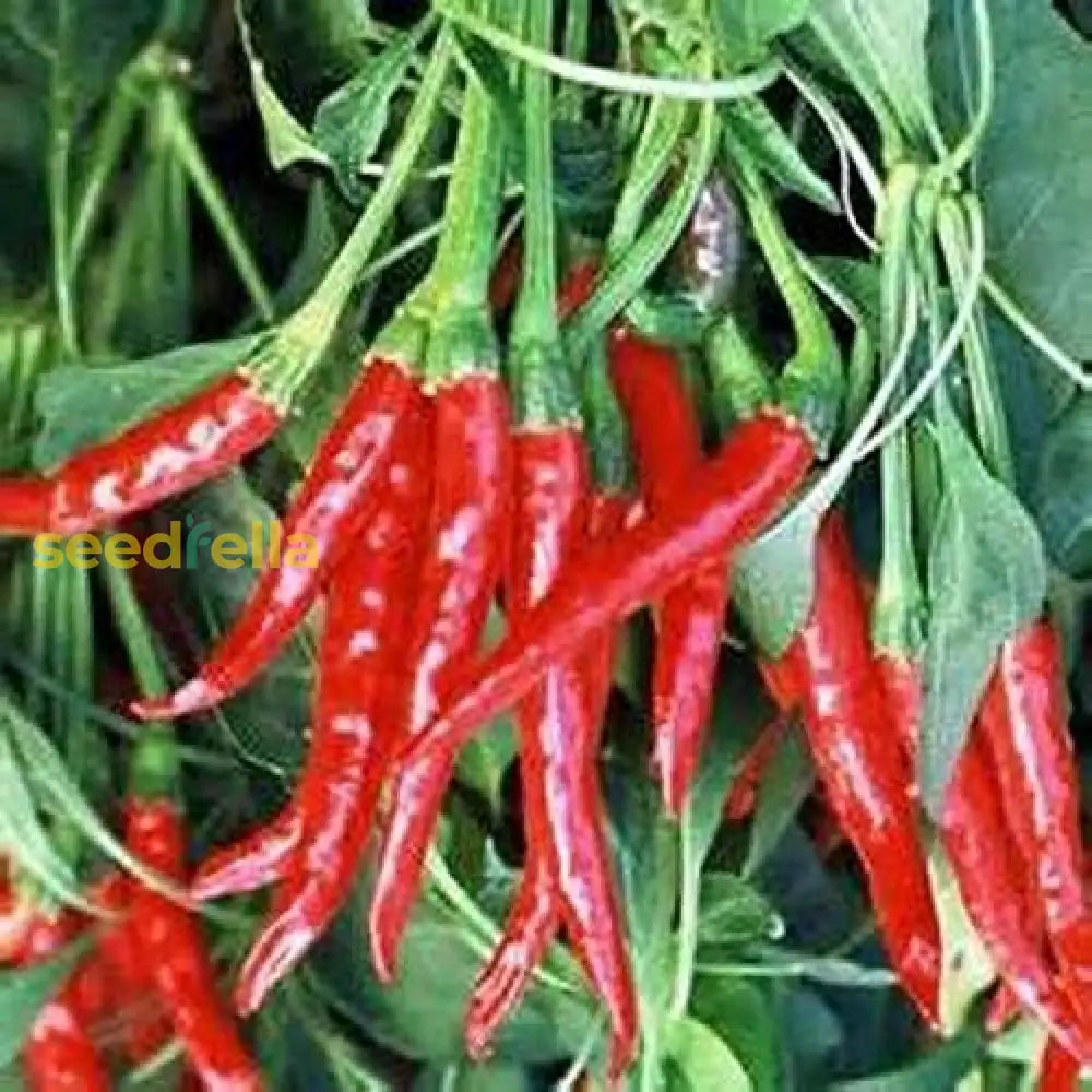 Hot Peter Pepper Vegetable Seeds For Garden Planting Seeds