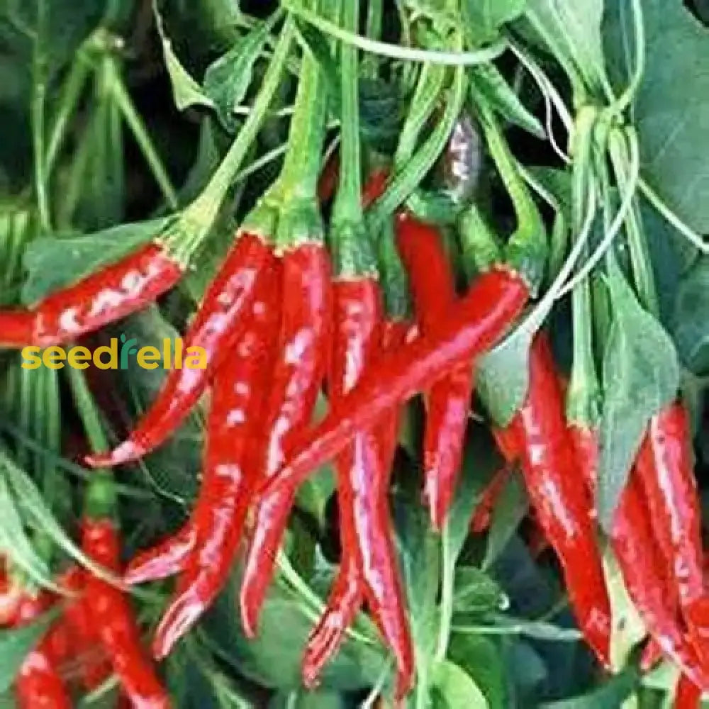 Hot Peter Pepper Vegetable Seeds For Garden Planting Seeds