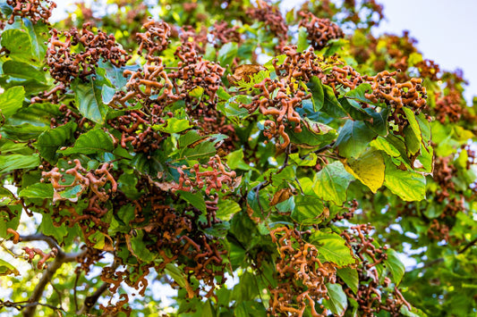 Japanese Raisin Tree (Hovenia dulcis) seeds for planting
