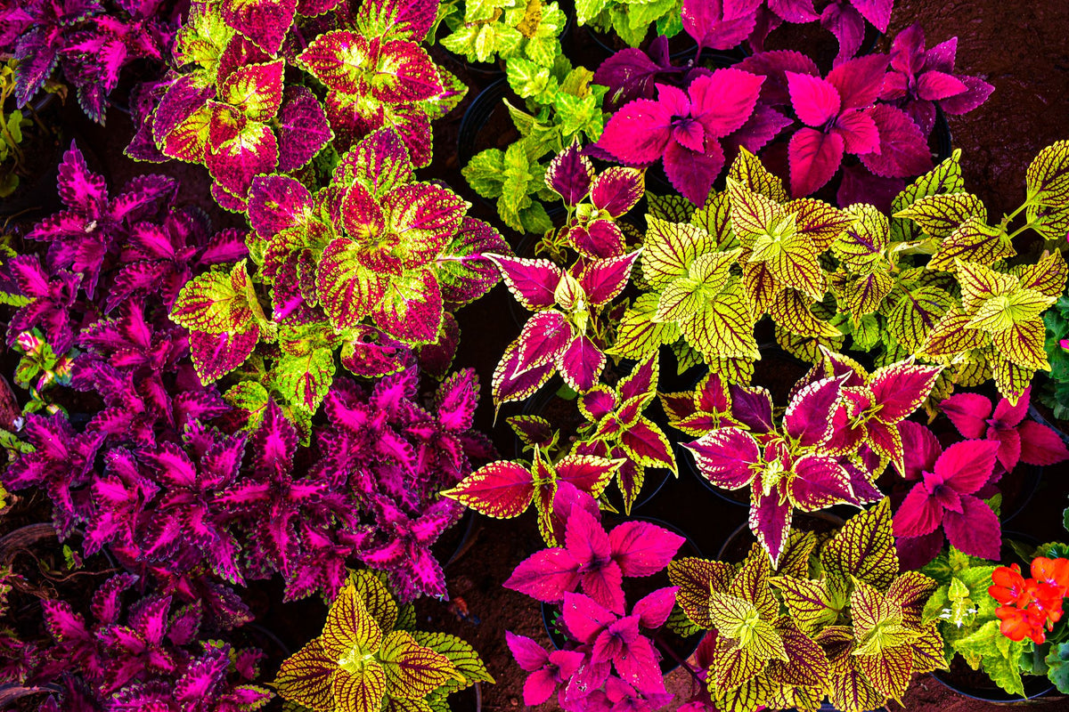 Coleus (Coleus Flower) seeds for planting in home garden