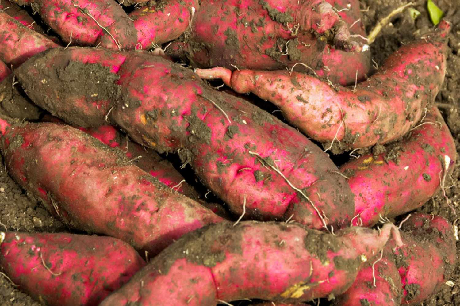 Sweet Potato Vegetable Seeds Planting Redish Brown