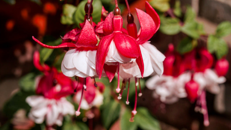 Double Petals Fuchsia Flowers Seeds For Planting - Vibrant Red Blooms Dynamic Displays