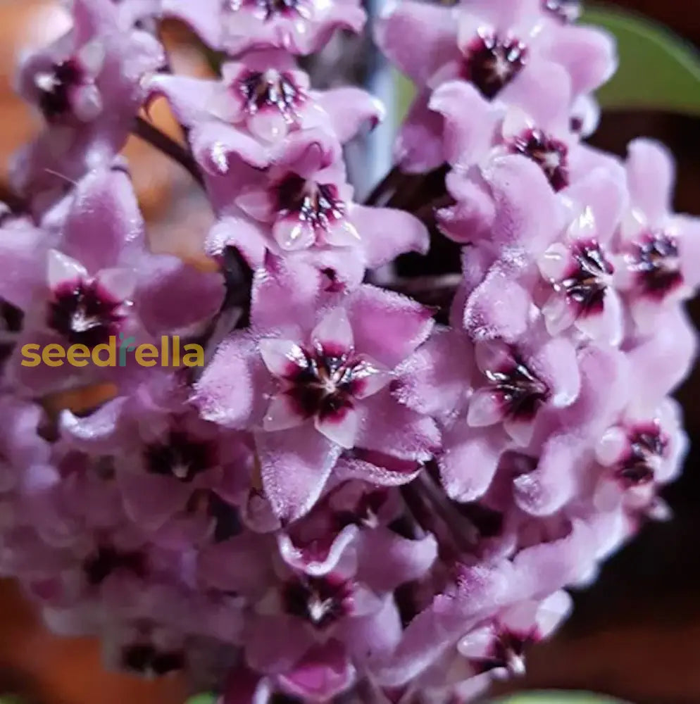 Hoya Carnosa Flower Seeds For Planting: Light Purple Blooms Striking Gardens