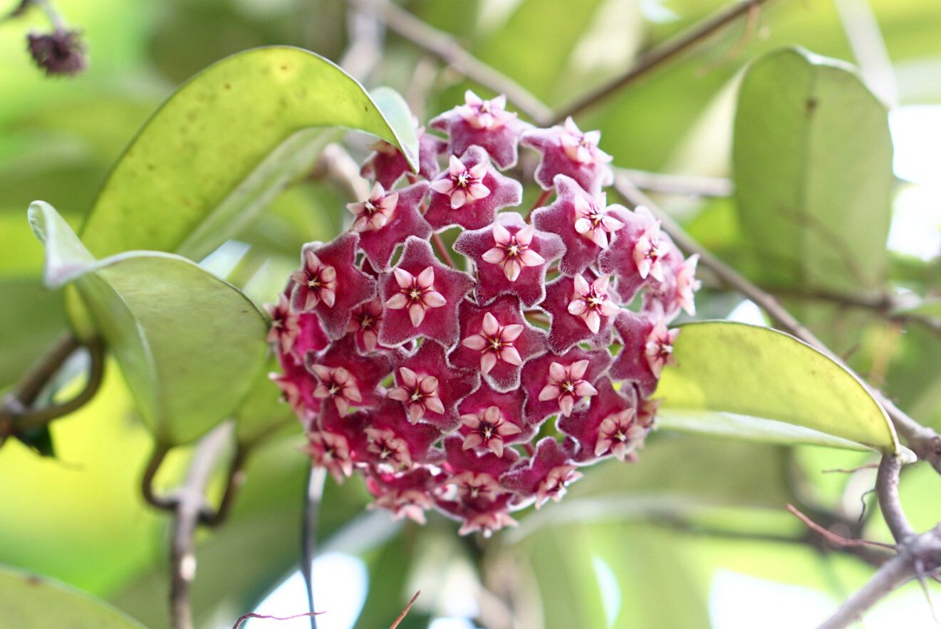 Potted Hoya Carnosa Plant with Dark Maroon Flowers