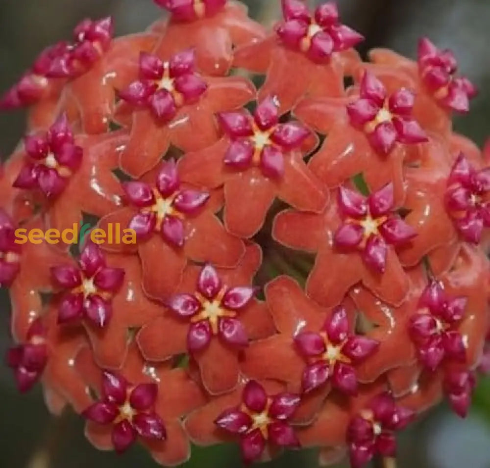 Hoya Flower Seeds For Planting: Mix Variety