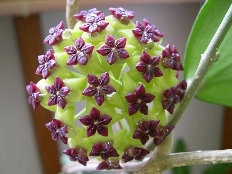 Green and Maroon Hoya flowers in bloom