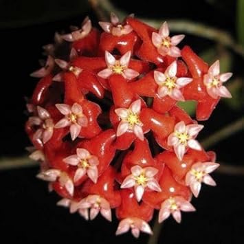 Hoya Plant with Red Blooms in Hanging Pot