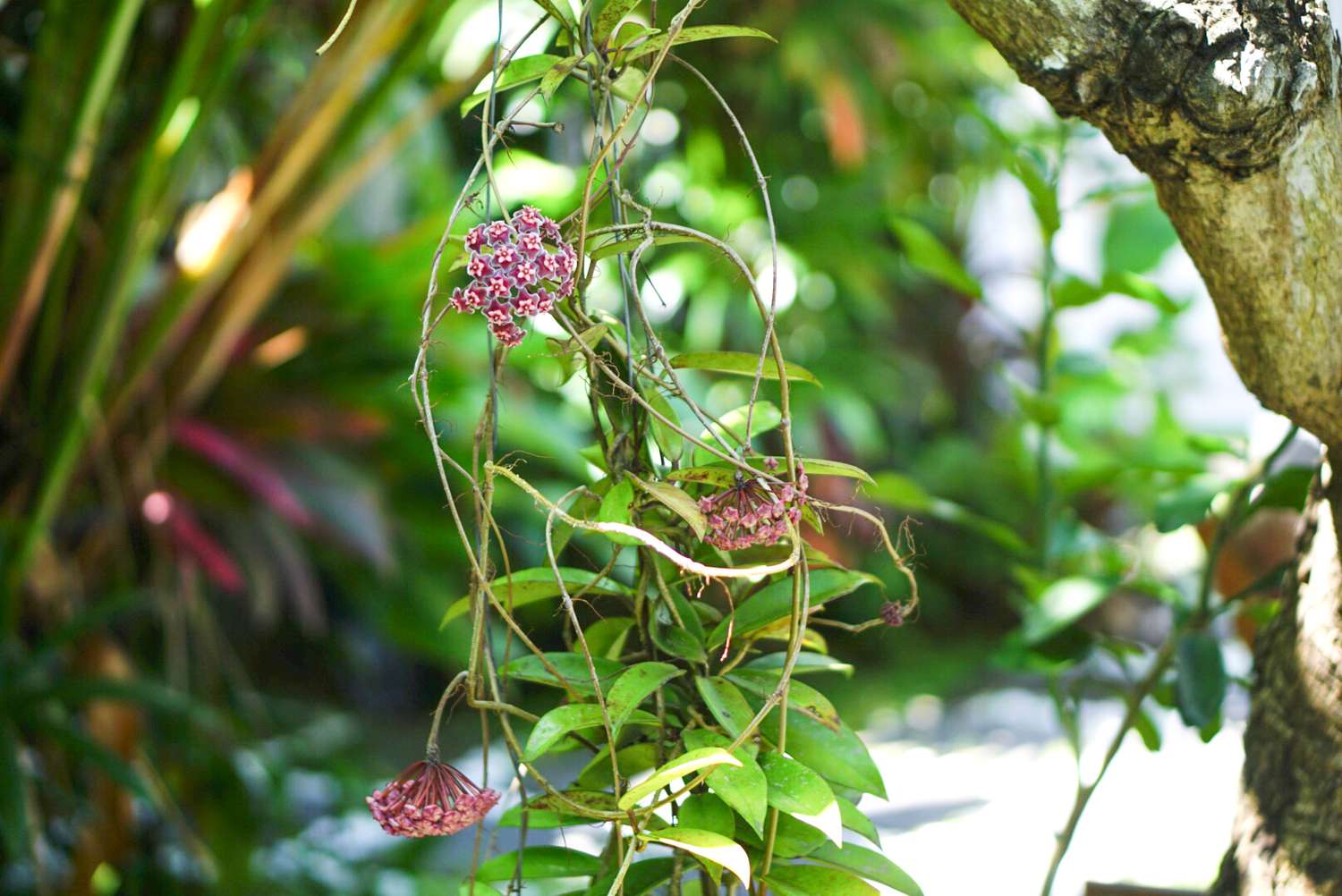 Cream Hoya Planting Seeds For Vibrant Growth Flower