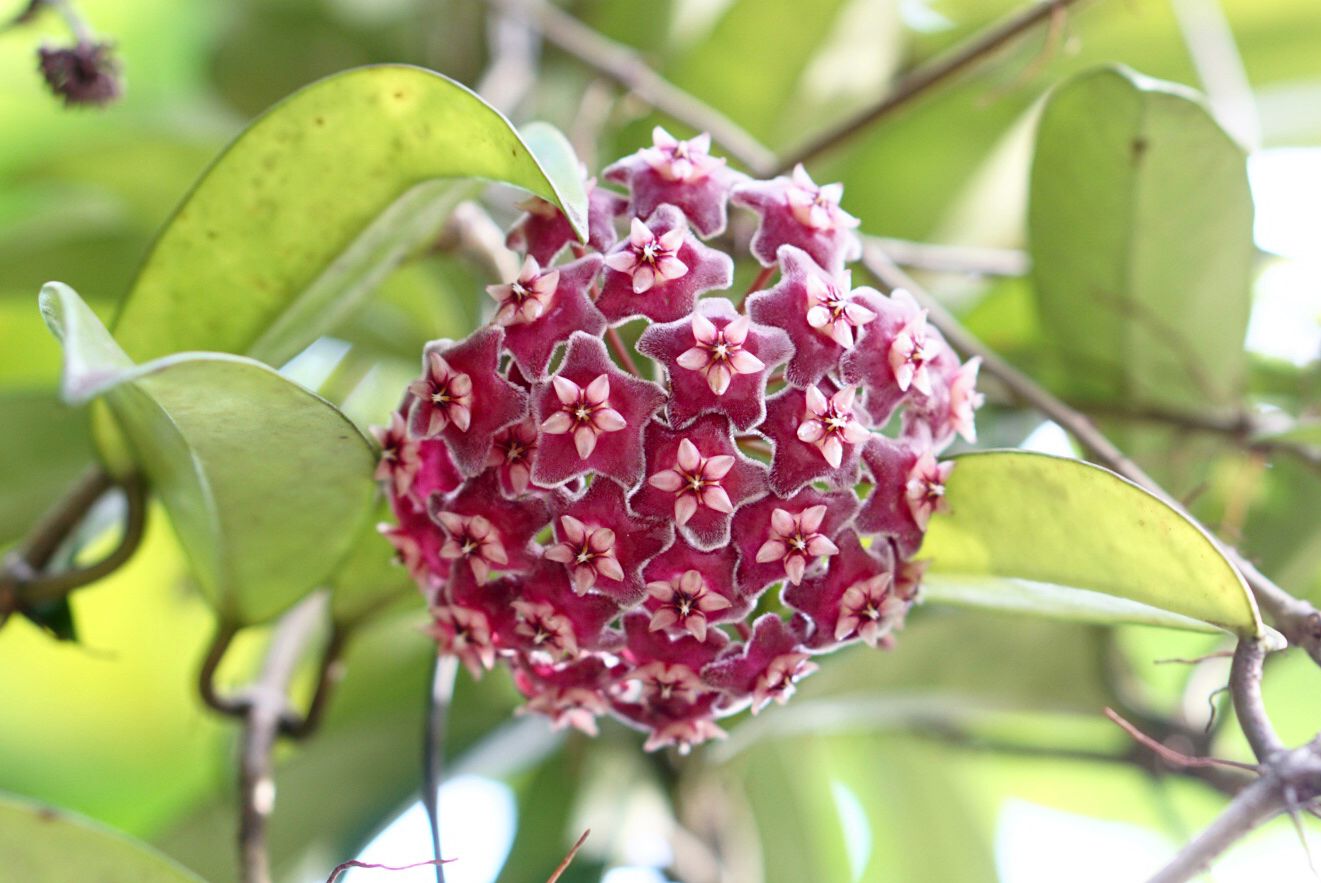 Red Yellow Hoya Planting Seeds