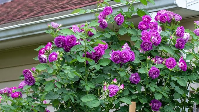 Purple Climbing Rose Seeds For Planting Flower