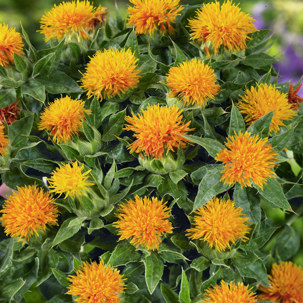 SafFlower (SafFlower seeds) seeds for planting in home garden