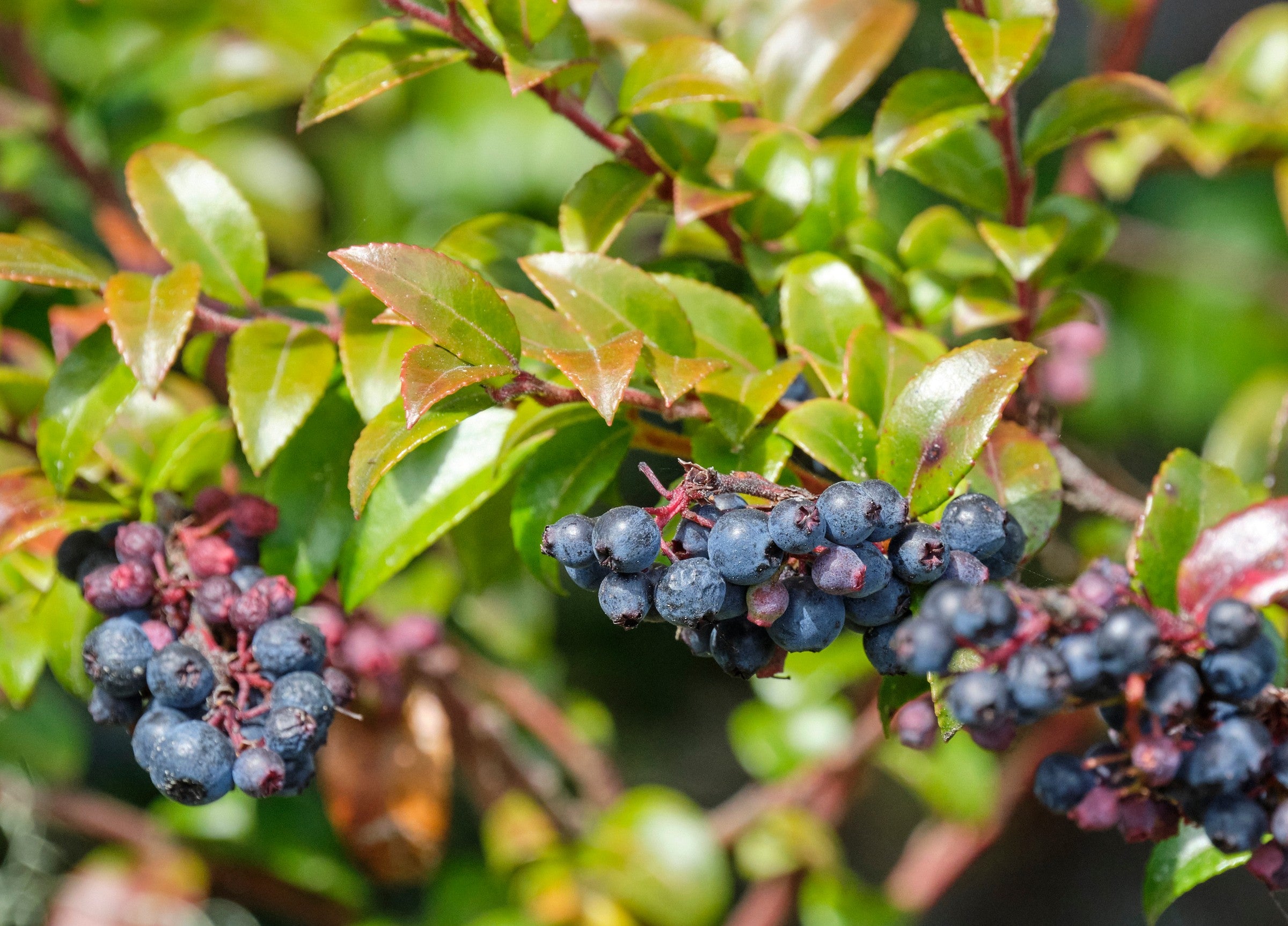Small pinkish-white bell-shaped huckleberry flowers