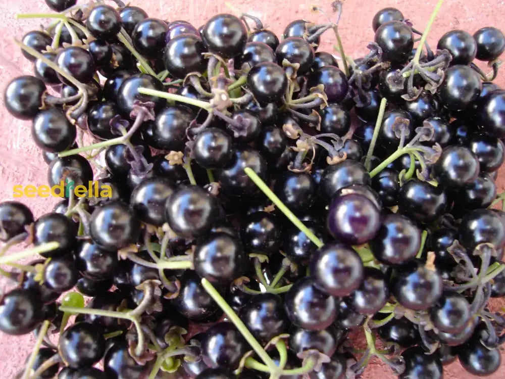 Huckleberry Planting Seeds For Growing Fruit  Sweet And Tangy Berries At Home