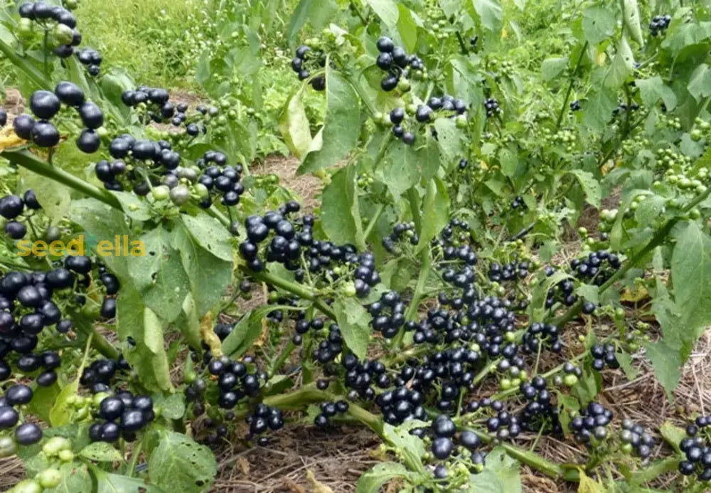 Huckleberry Planting Seeds For Growing Fruit  Sweet And Tangy Berries At Home