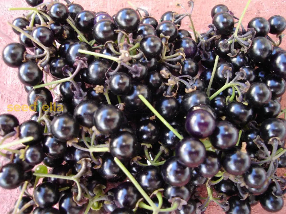 Huckleberry Seeds for Planting Sweet and Tangy Berries