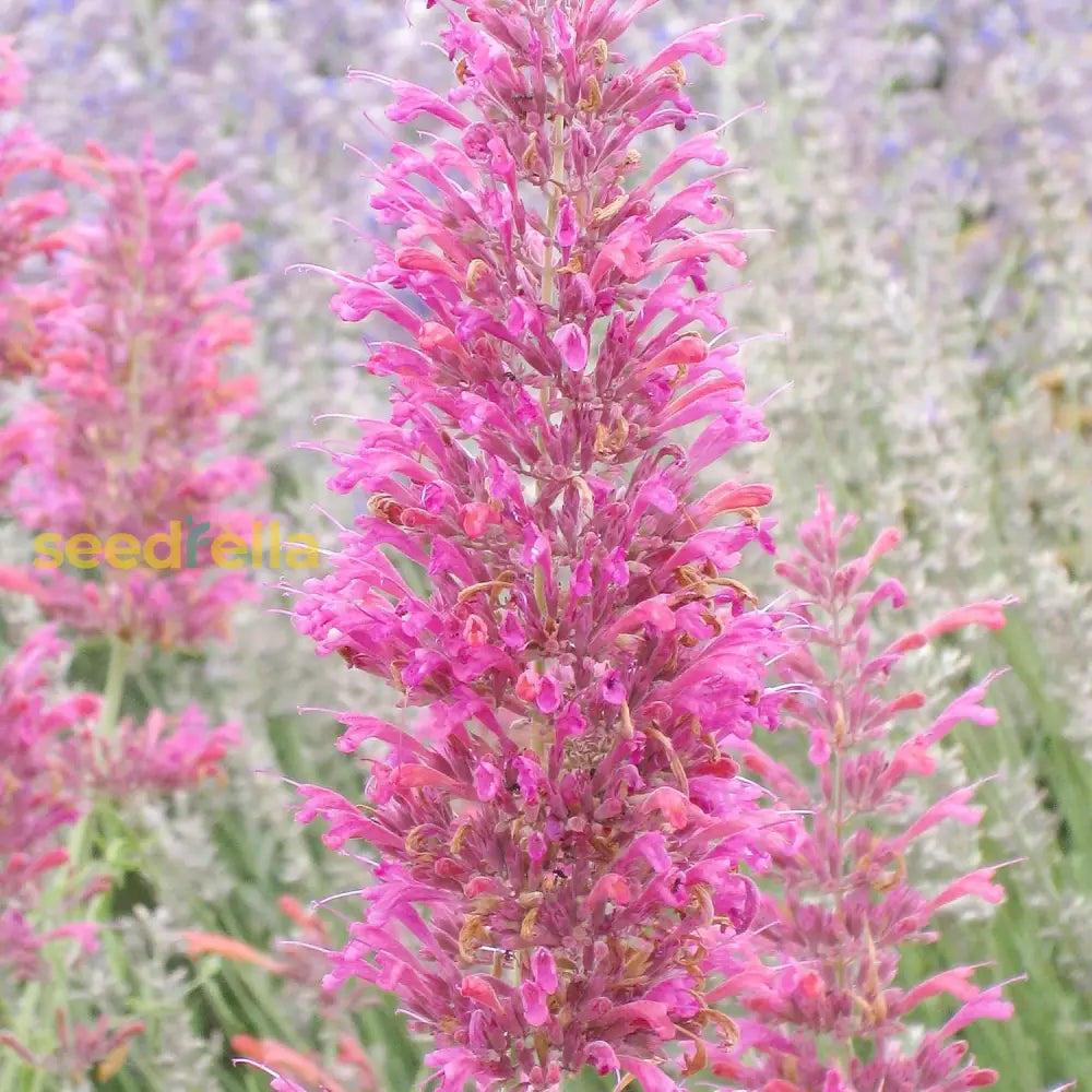 Hummingbird Mint Seeds Agastache Heather Queen Fragrant Deer & Drought Resistant Attracts