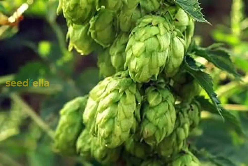 Humulus Lupulus Seeds For Planting Flower