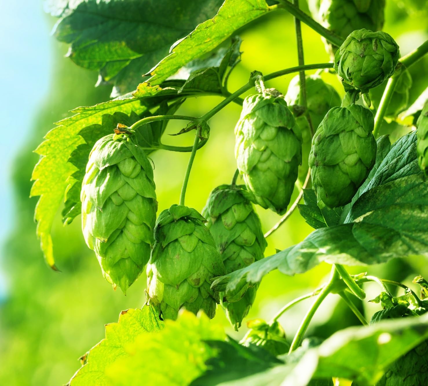 Humus Lupulus Tree Humulus Lupulus Seeds – Easy-Grow Climbing Plant Seeds for Planting